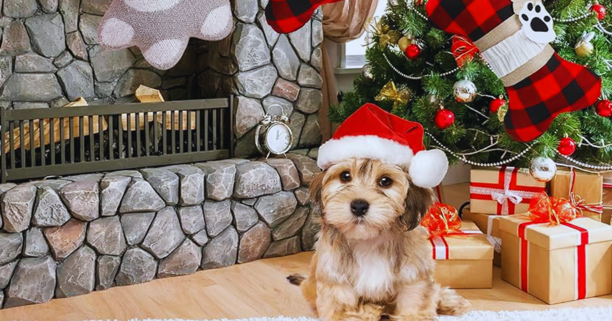 CHRISTMAS GIFTS FOR PETS