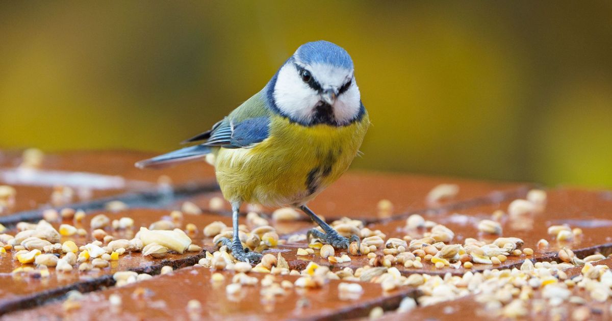 BEST FOOD FOR BIRDS